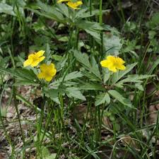 Attēlu rezultāti vaicājumam “Anemone ranunculoides leaf”