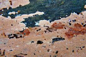 Attēlu rezultāti vaicājumam “Junghuhnia collabens”