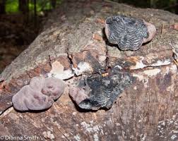 Attēlu rezultāti vaicājumam “Daldinia concentrica”