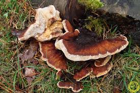 Attēlu rezultāti vaicājumam “Ischnoderma benzoinum”