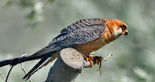 Attēlu rezultāti vaicājumam “Falco vespertinus adult”