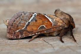 Attēlu rezultāti vaicājumam “Hepialus sylvina female”