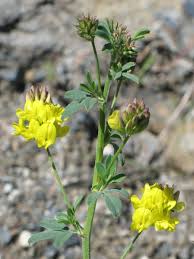 Attēlu rezultāti vaicājumam “Medicago sativa subsp. falcata bud”