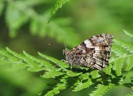 Attēlu rezultāti vaicājumam “Hipparchia semele underside”