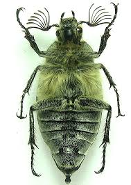 Attēlu rezultāti vaicājumam “Melolontha hippocastani”