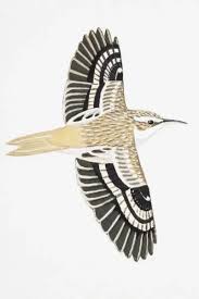 Attēlu rezultāti vaicājumam “Certhia familiaris”