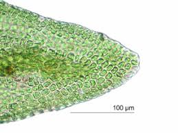 Attēlu rezultāti vaicājumam “Leskea polycarpa”
