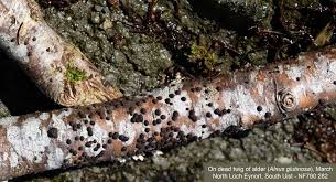 Attēlu rezultāti vaicājumam “Hypoxylon fuscum”