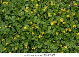 Attēlu rezultāti vaicājumam “Ficaria verna leaf”