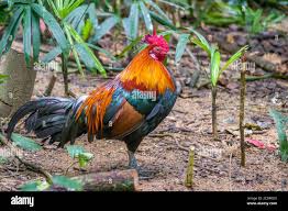 Attēlu rezultāti vaicājumam “Gallus”