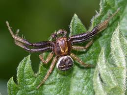 Attēlu rezultāti vaicājumam “Xysticus bifasciatus”