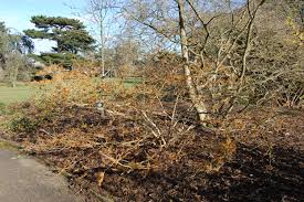 Attēlu rezultāti vaicājumam “Hamamelis mollis”