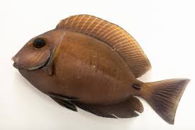Image result for Acanthurus chirurgus