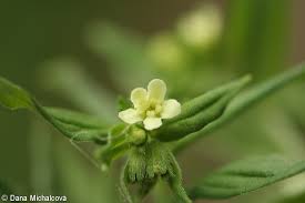Attēlu rezultāti vaicājumam “Lithospermum officinale”