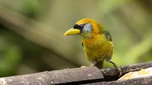 Attēlu rezultāti vaicājumam “Aquila pomarina adult”