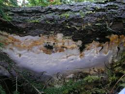 Attēlu rezultāti vaicājumam “Perenniporia subacida”