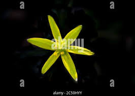 Attēlu rezultāti vaicājumam “Gagea pratensis flower”