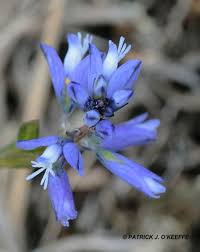 Attēlu rezultāti vaicājumam “Polygala vulgaris”