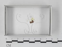 Attēlu rezultāti vaicājumam “Hemitrichia leiotricha”