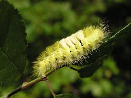 Attēlu rezultāti vaicājumam “Calliteara pudibunda larva”