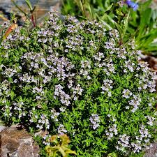 Image result for Thymus vulgaris