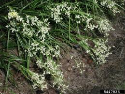 Attēlu rezultāti vaicājumam “Luzula luzuloides fruit”