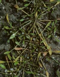 Attēlu rezultāti vaicājumam “Limosella aquatica”