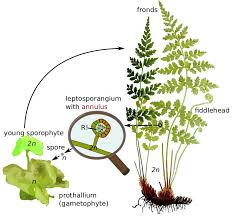 Attēlu rezultāti vaicājumam “Hygrohypnum luridum sporophyte”