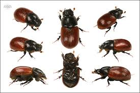 Attēlu rezultāti vaicājumam “Aphodius sp. imago”