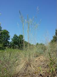 Attēlu rezultāti vaicājumam “Festuca psammophila”