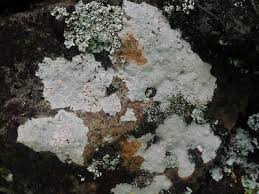 Attēlu rezultāti vaicājumam “Trapelia coarctata”