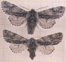 Attēlu rezultāti vaicājumam “Brachionycha nubeculosa”