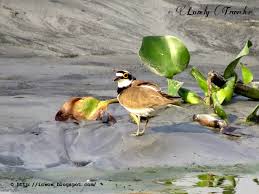 Attēlu rezultāti vaicājumam “Charadrius dubius”