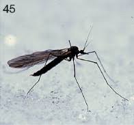 Attēlu rezultāti vaicājumam “Sciaridae”