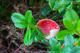 Attēlu rezultāti vaicājumam “Exobasidium vaccinii”