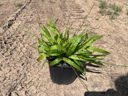 Attēlu rezultāti vaicājumam “Carex diandra leaf”