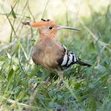 Image result for hoepoe