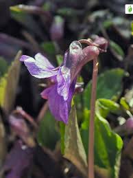 Attēlu rezultāti vaicājumam “Viola uliginosa bud”