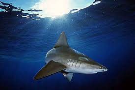 Image result for Carcharhinus plumbeus