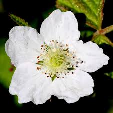 Attēlu rezultāti vaicājumam “Rubus caesius”