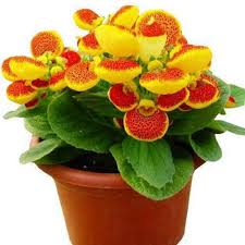 Image result for Calceolaria