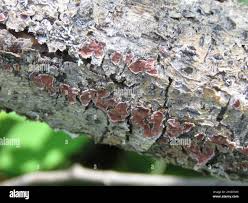 Attēlu rezultāti vaicājumam “Peniophora rufa”