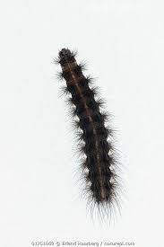 Attēlu rezultāti vaicājumam “Phragmatobia fuliginosa larva”