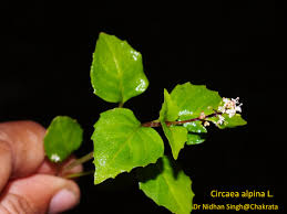 Attēlu rezultāti vaicājumam “Circaea alpina leaf”