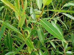 Attēlu rezultāti vaicājumam “Salix x fragilis”