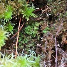 Attēlu rezultāti vaicājumam “Lophozia incisa”