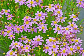 Image result for Coreopsis