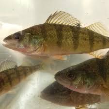 Image result for Perca flavescens