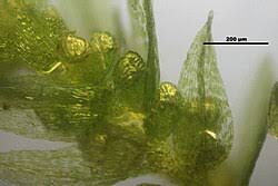 Attēlu rezultāti vaicājumam “Pohlia bulbifera”