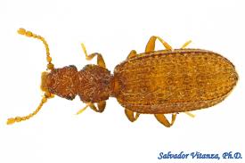 Attēlu rezultāti vaicājumam “Latridiidae”